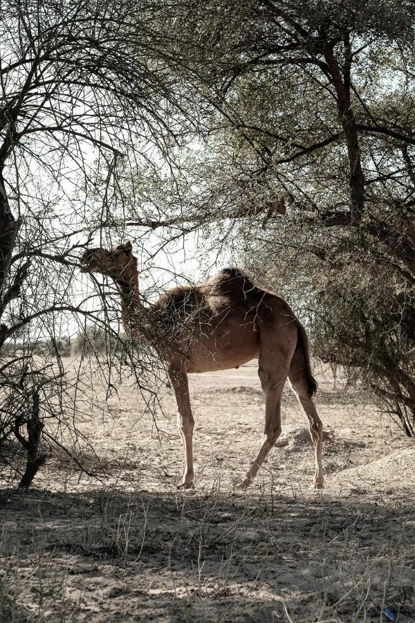 Kaner Retreat - India'S First Desert Botanical Resort Shaitrawa Bagian luar foto